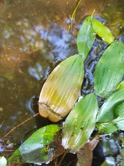 Potamogeton polygonifolius