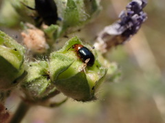 Podagrica fuscicornis