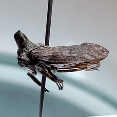 Microcentrus perditus