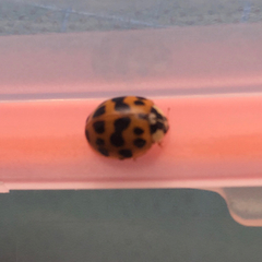 Harmonia axyridis