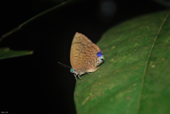 Arhopala sublustris