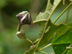 Ceropegia gardneri