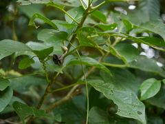 Ceropegia gardneri