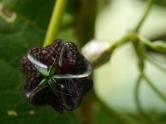 Ceropegia gardneri