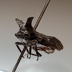 Microcentrus perditus