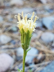 Chaenactis douglasii douglasii