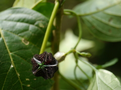 Ceropegia gardneri
