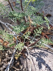 Chaenactis douglasii douglasii