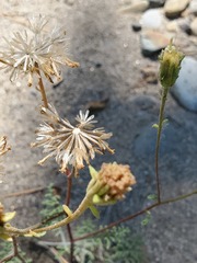 Chaenactis douglasii douglasii