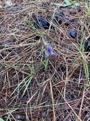 Brodiaea terrestris