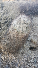 Escobaria alversonii