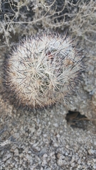 Escobaria alversonii