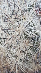 Escobaria alversonii