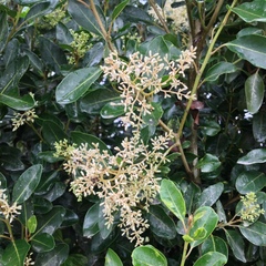 Apodytes dimidiata dimidiata