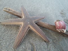Astropecten duplicatus