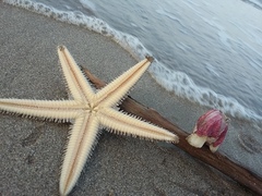 Astropecten duplicatus