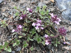 Thymus praecox polytrichus