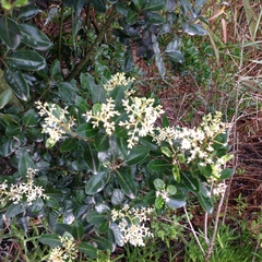 Apodytes dimidiata dimidiata