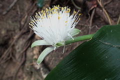 White paintbrush (Haemanthus albiflos)