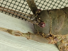 Balboana tibialis