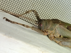 Balboana tibialis