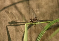 Leucorrhinia intacta