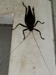 Balboana tibialis