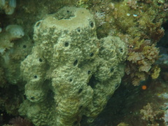 Irciniidae