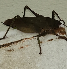 Balboana tibialis