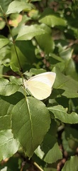 Pieris ergane