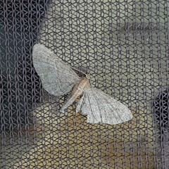 Eupithecia haworthiata