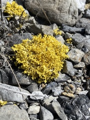 Vulpicida juniperinus