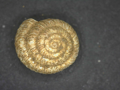 Cookeconcha intercarinata