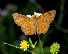 Pseudocoladenia dan dhyana