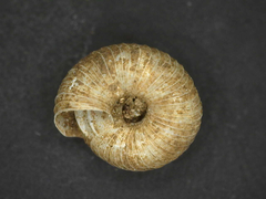 Cookeconcha intercarinata