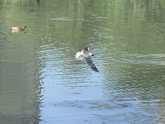 Chroicocephalus ridibundus