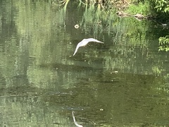 Chroicocephalus ridibundus