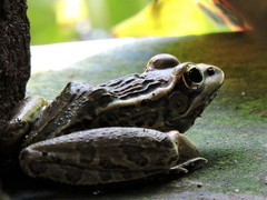 Lithobates magnaocularis