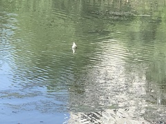 Chroicocephalus ridibundus