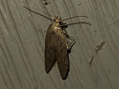 Limnaecia phragmitella