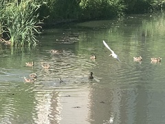 Chroicocephalus ridibundus