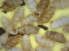 Gastrocopta servilis