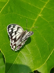 Melanargia halimede