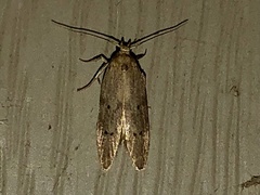 Limnaecia phragmitella