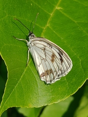 Melanargia halimede