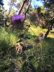 Ptilostemon hispanicus