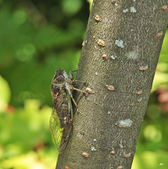 Neotibicen canicularis