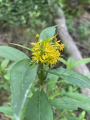 Lysimachia × commixta