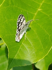 Melanargia halimede