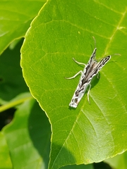 Melanargia halimede